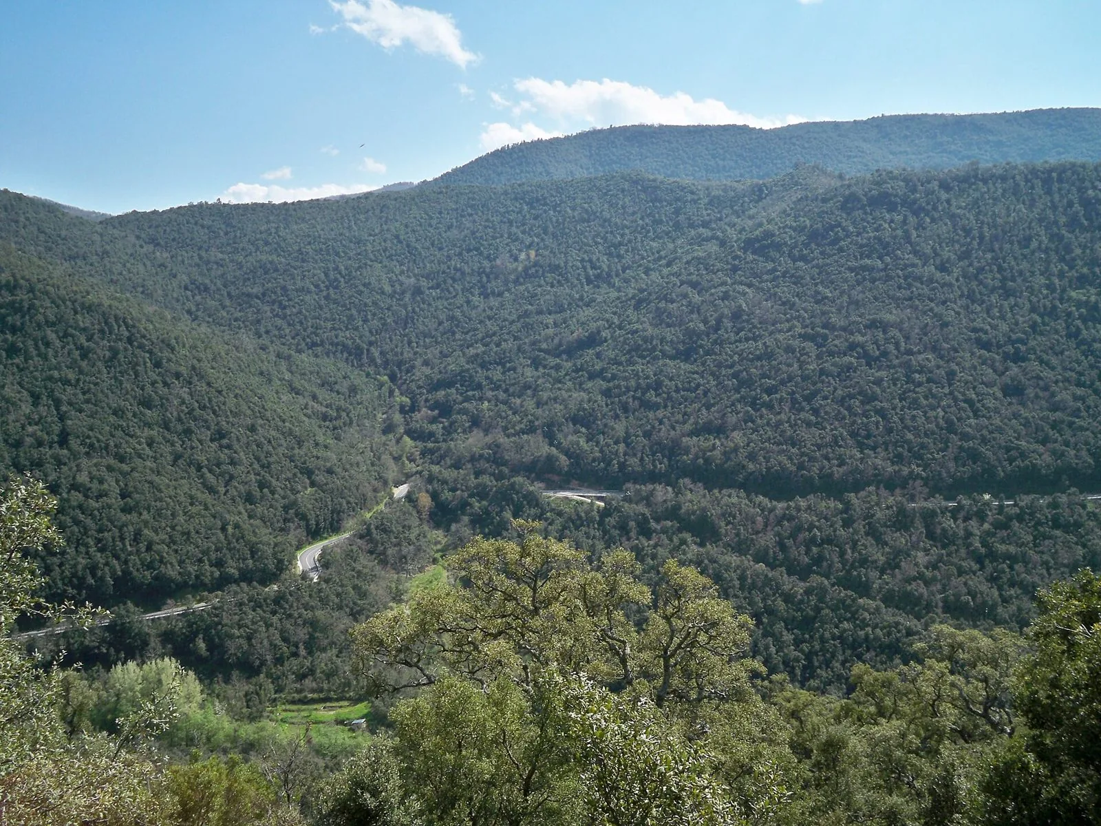 Valle ricoperta di fitti boschi sotto un cielo azzurro, con una strada statale che serpeggia sul fondo tra gli alberi